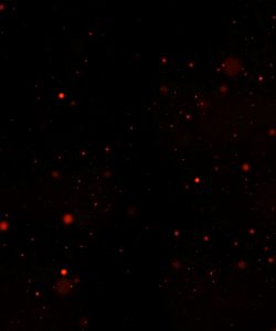 Red particles PNG