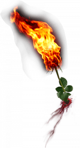 Fire Rose PNG
