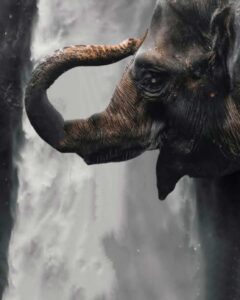 Elephant vijay mahar background download 