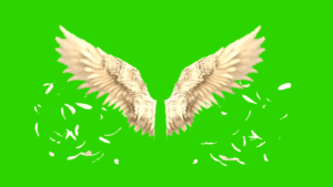 Wings green screen 